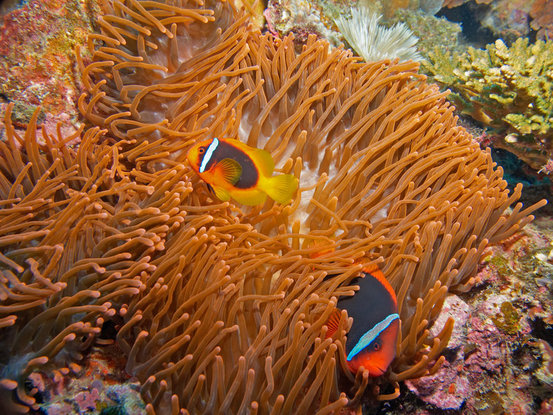 Tomato Anemone Fish